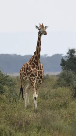 Kenya